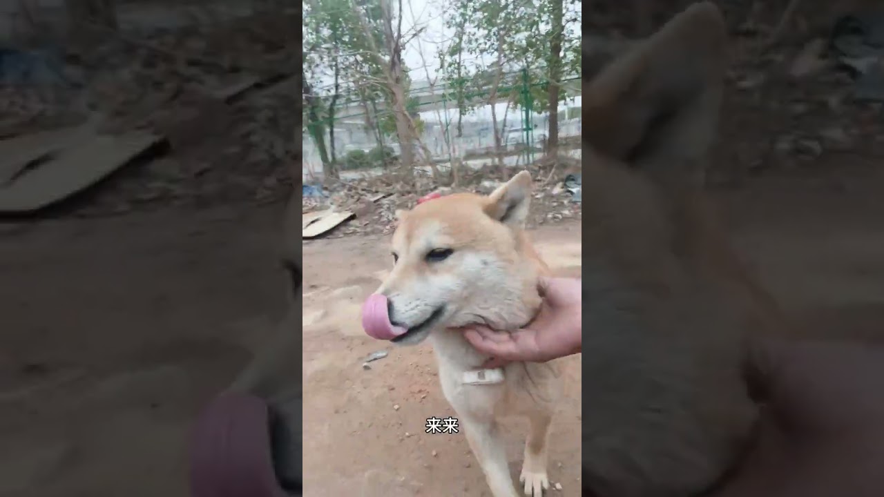 Thank you for your concern. Jin Dou’s feet have been healed now with medicine. Cute pet. Daily l