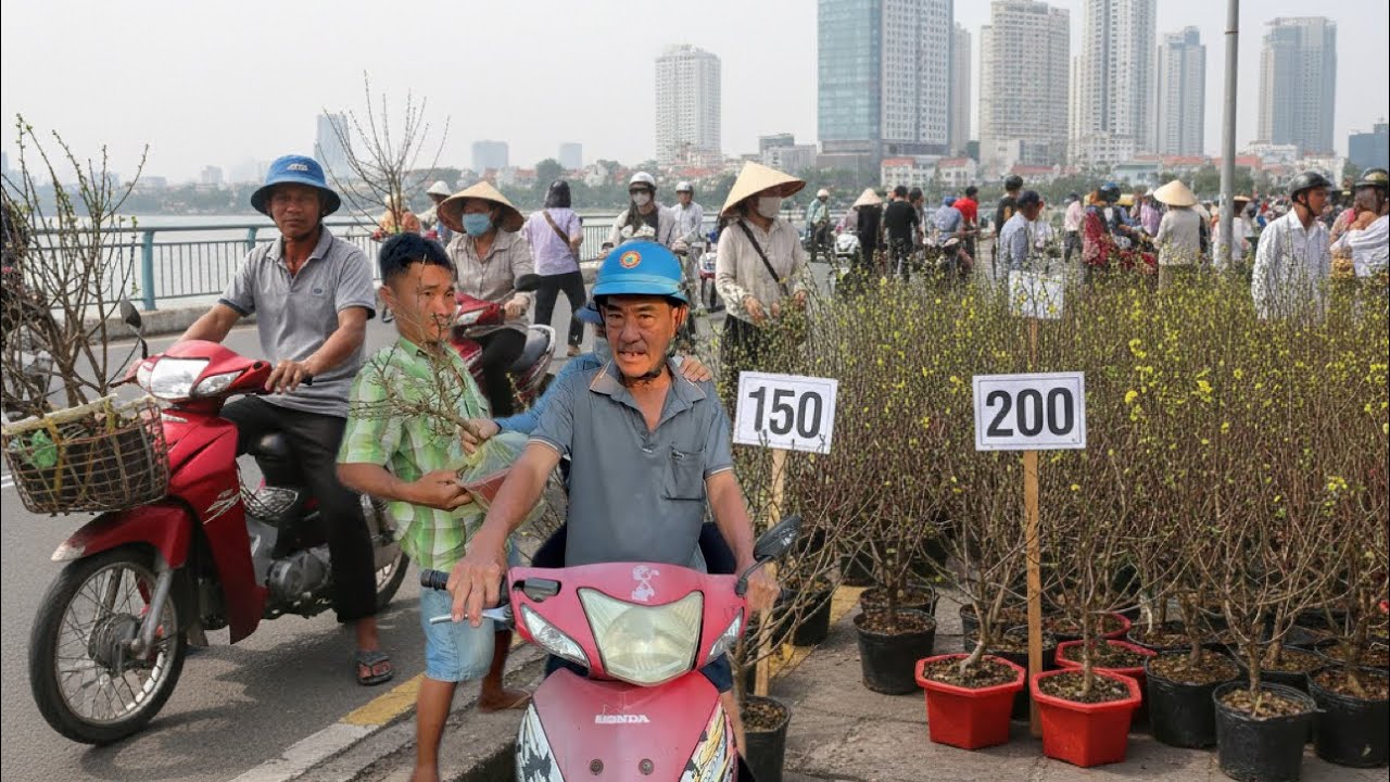 ✅Hoa Tết Bến Bình Đông: bà con đổ xô đi mua mai giá rẻ 100k, 150k, 200k tưng bừng đón Xuân