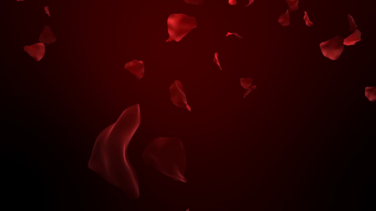 Футаж для видео монтажа Падающие лепестки роз на красном фоне