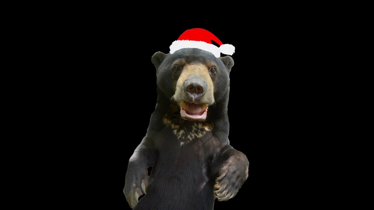 Berry Christmas From Bornean Sun Bear Conservation Centre | BSBCC