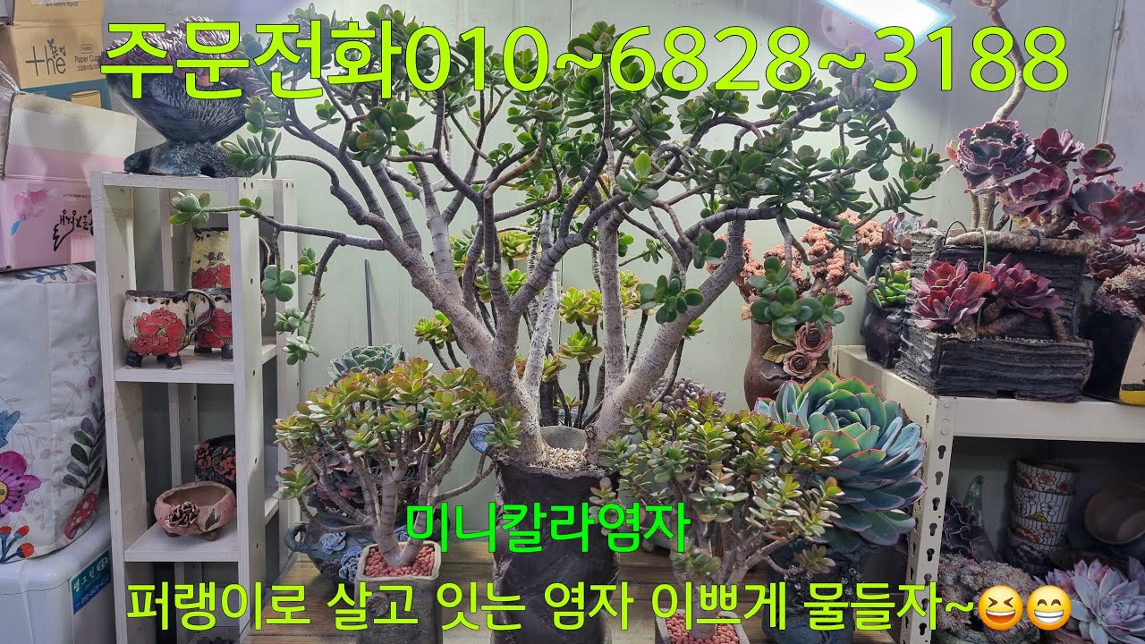(26.3.7.토)💞판매완료💞오늘도 내일도 기다림의 연속~😆😁