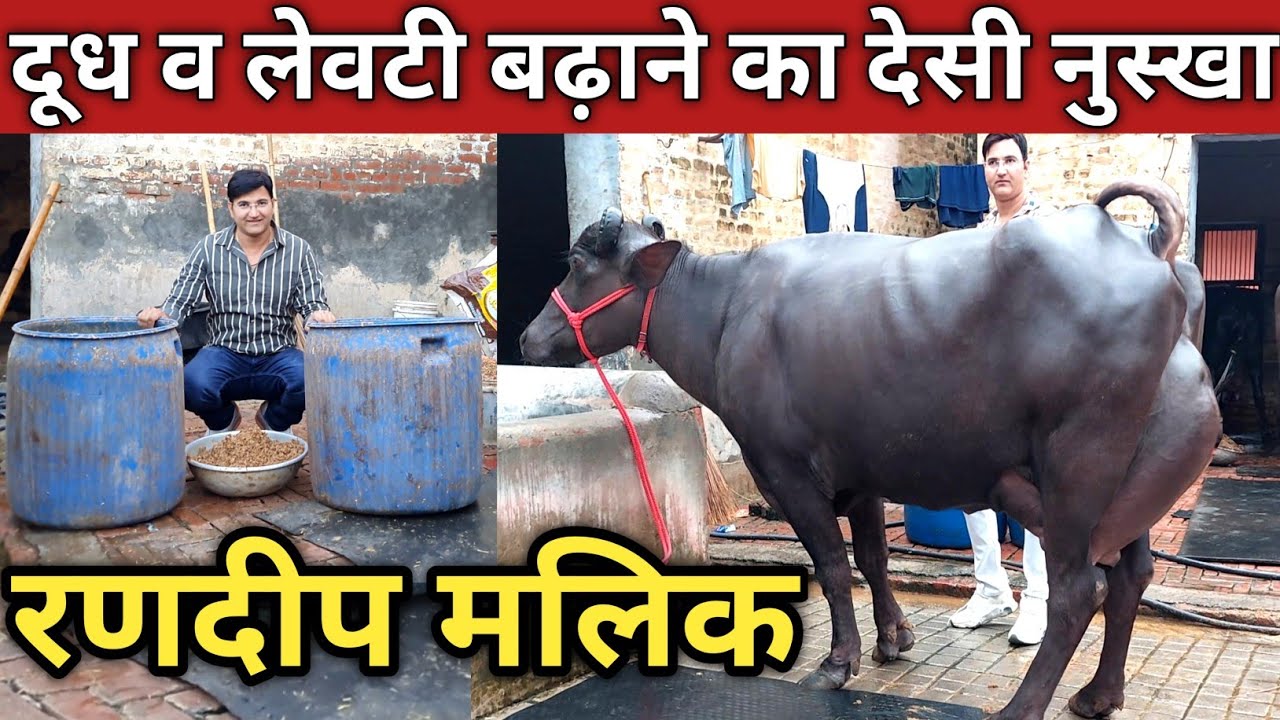 रणदीप मलिक का दूध व लेवटी बढ़ाने का देसी नुस्खा, लाजवाब Feeding फॉर्मूला (9817131733)