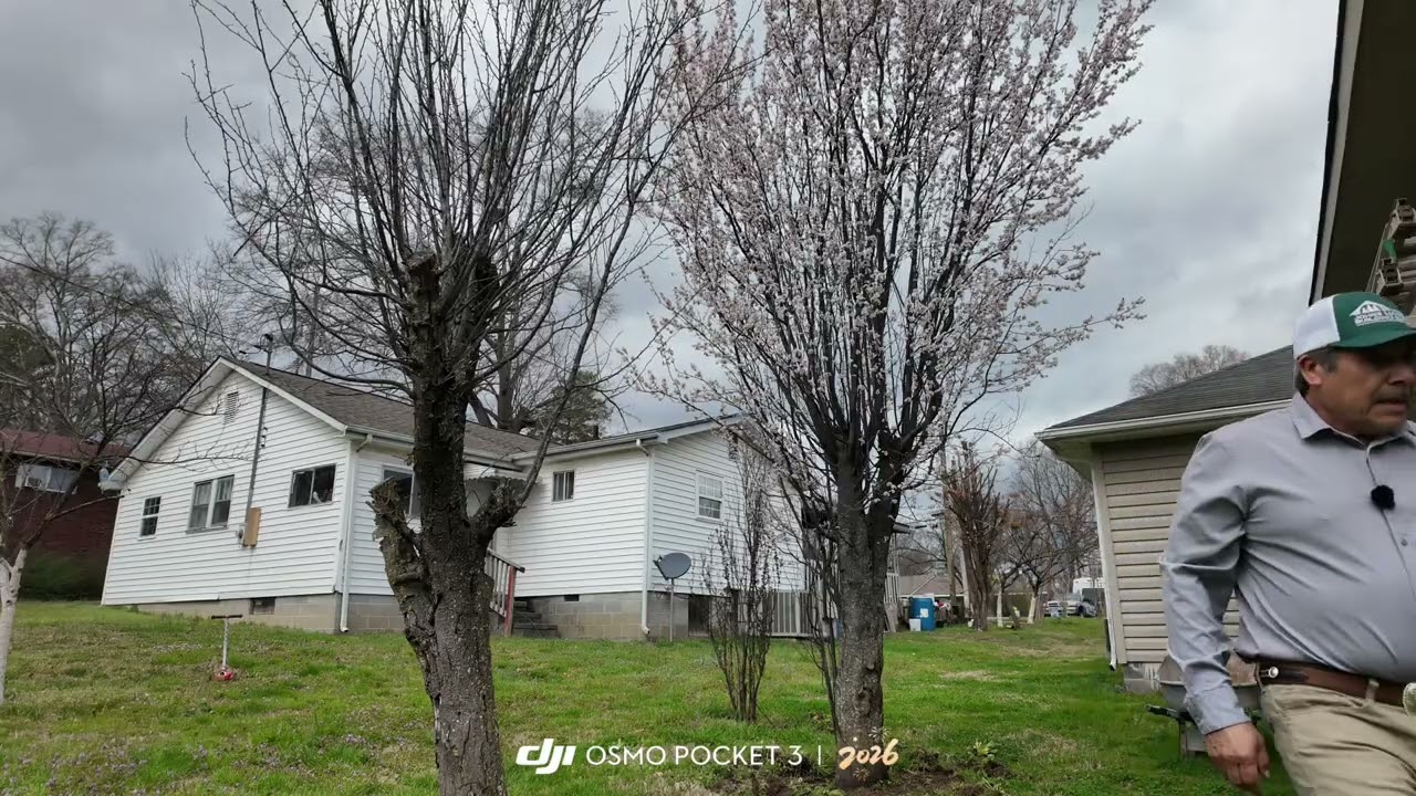 Dándole mantenimiento a los arboles.
