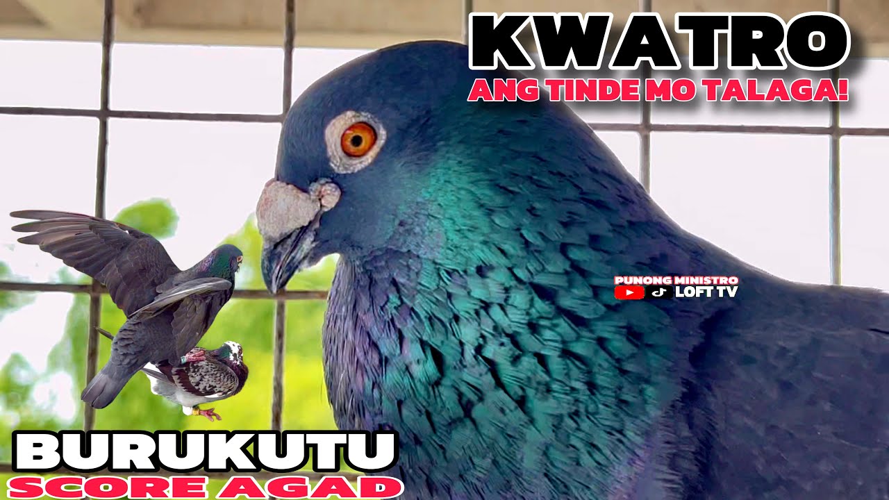 EP752 - KWATRO SOBRANG SAYA DAHIL KAY BURUKUTU UMISCORE AGAD!