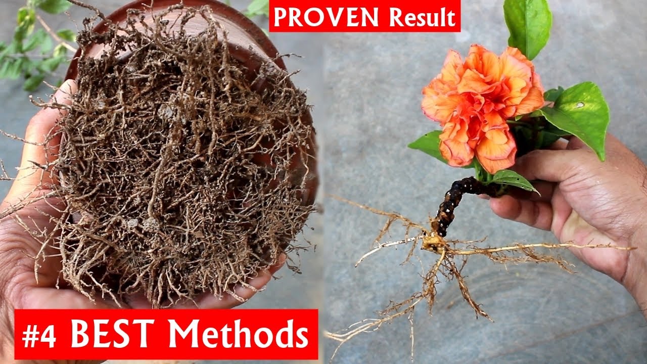 SEE The 4 BEST Methods To GROW Hibiscus From Cuttings
