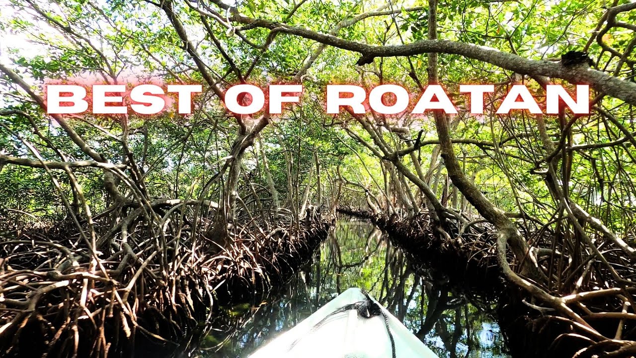 Mangroves and coast of Roatan - Boat tour - Best Things to do in Roatan... Part #02