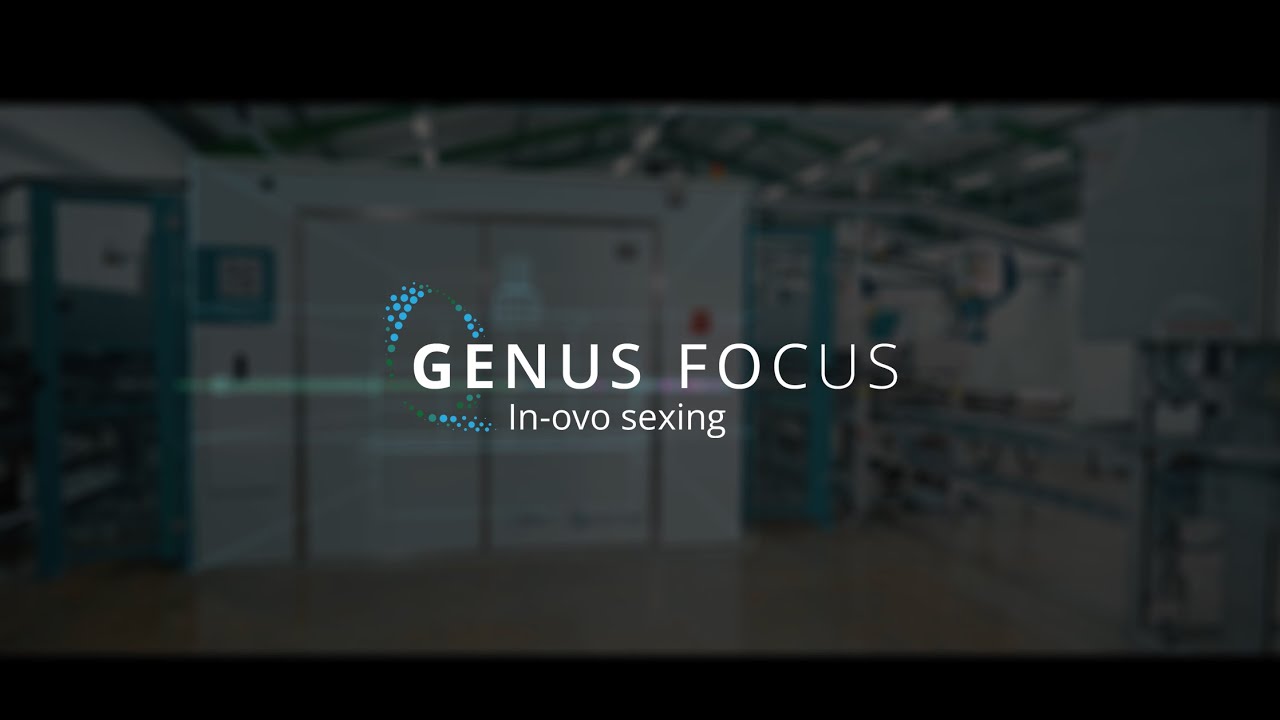 Genus Focus for in-ovo sexing Pluriton testimonial