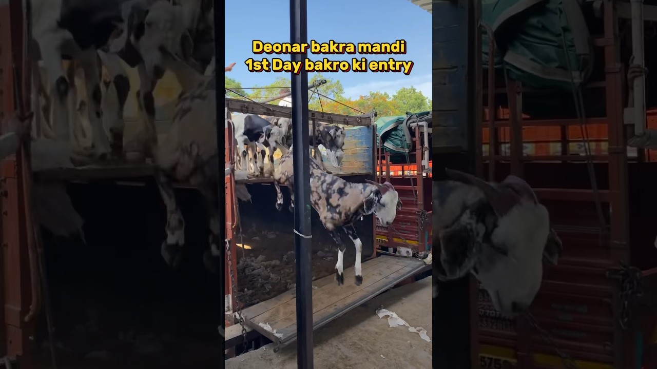 Deonar Bakra Mandi 2024 1st Day Entry🔥 #deonarmandi #bakra #viral #firstday
