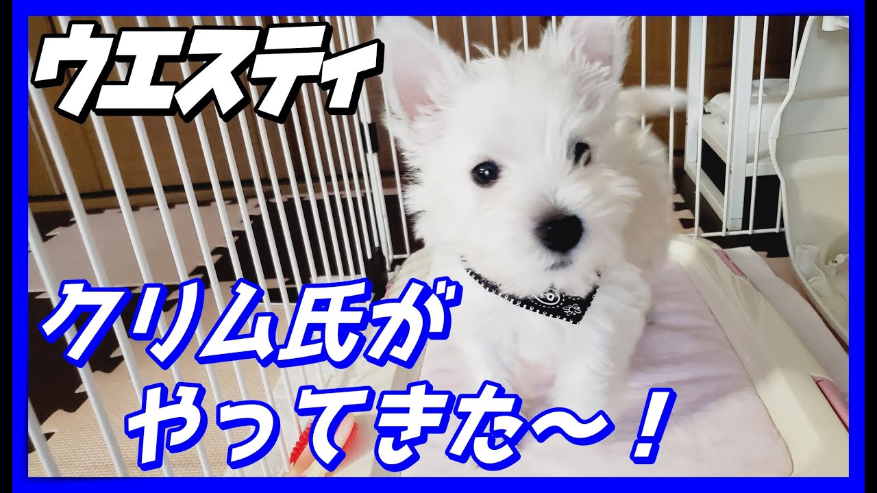 【ウエスティ】生後２か月ウエスティ☆クリム氏がおうちにやってきました！