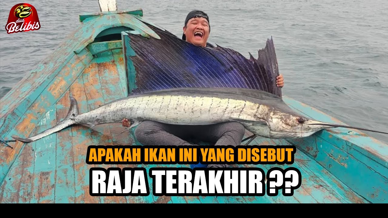 REKOR IKAN LAYARAN TERBESAR DAN TERPANJANG DI TANJUNG LESUNG‼️
