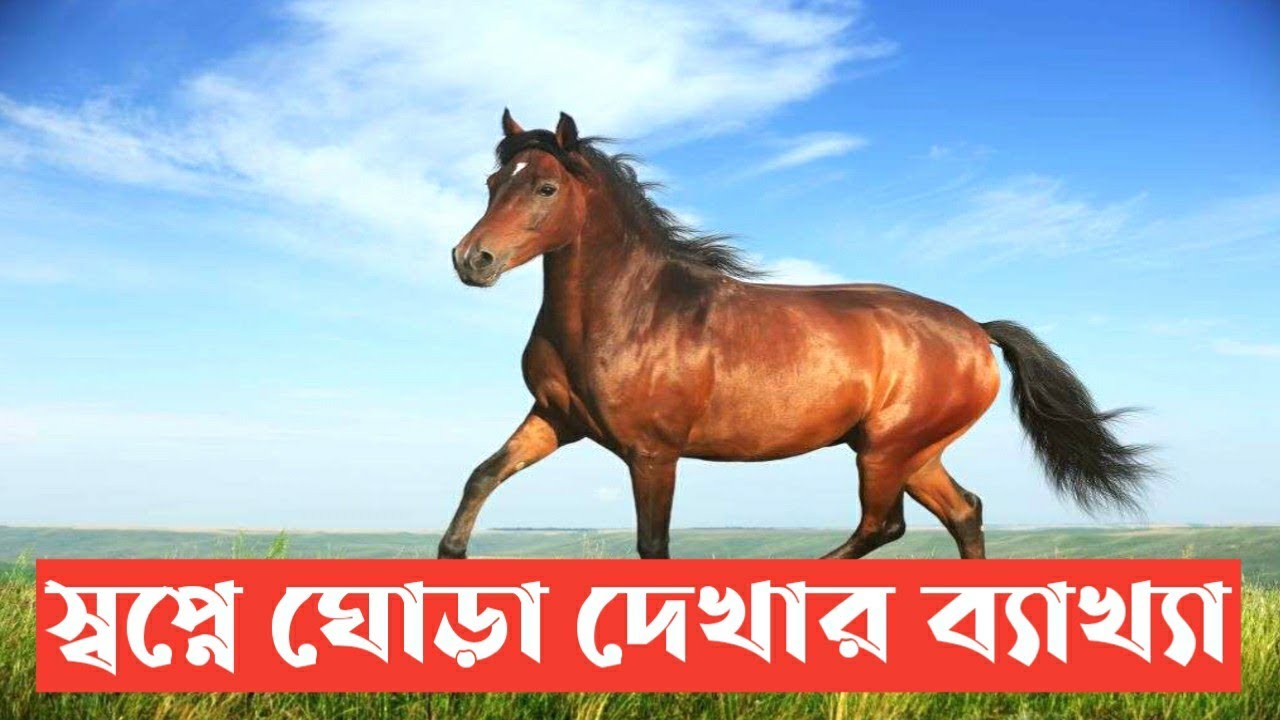 স্বপ্নে ঘোড়া দেখলে কি হয় | The interpretation of seeing a horse in a dream | shopne ghora dekha |