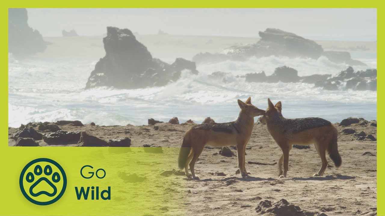 Beach Jackals - Go Wild