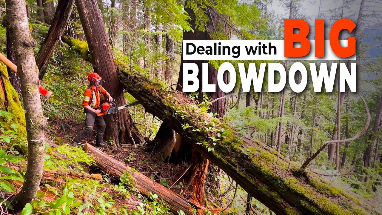 87. Small Wood on a Heli-Logging Job | PowerWedge in action