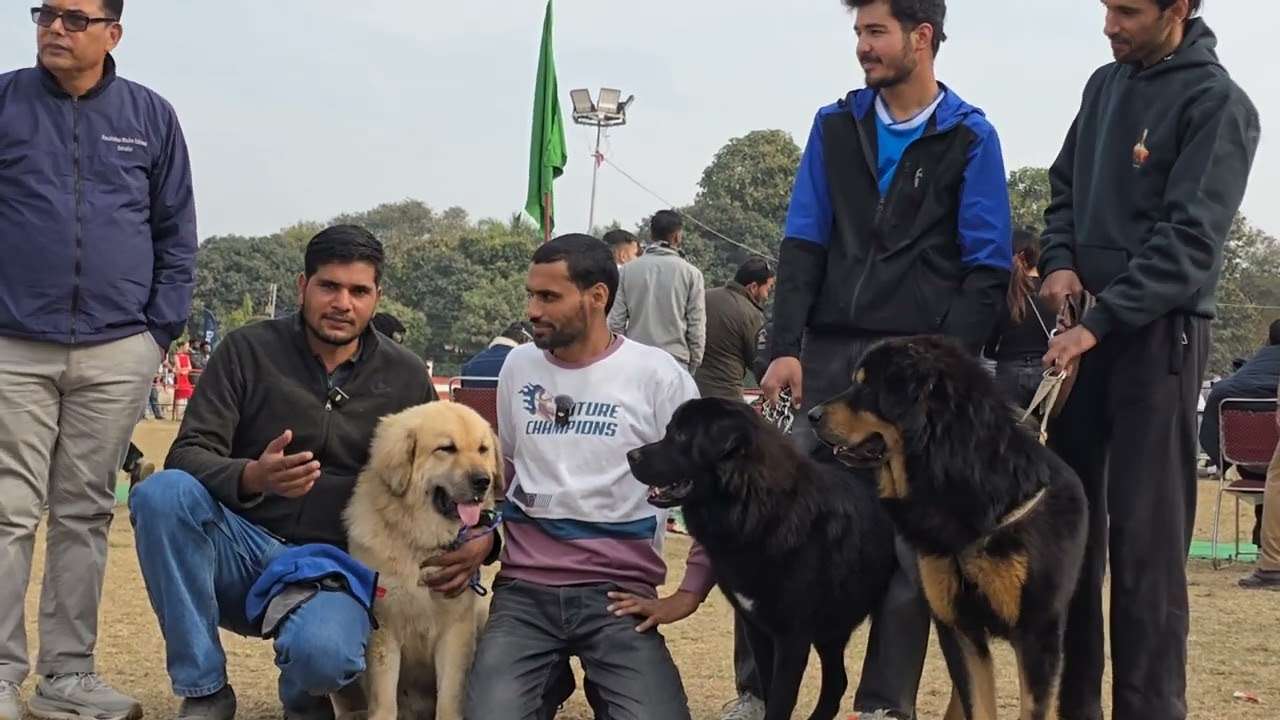 Dehradun Dog Sow Me Pahadi Dog | Bhotiya Dog In Dehradun | Gaddi Dog |