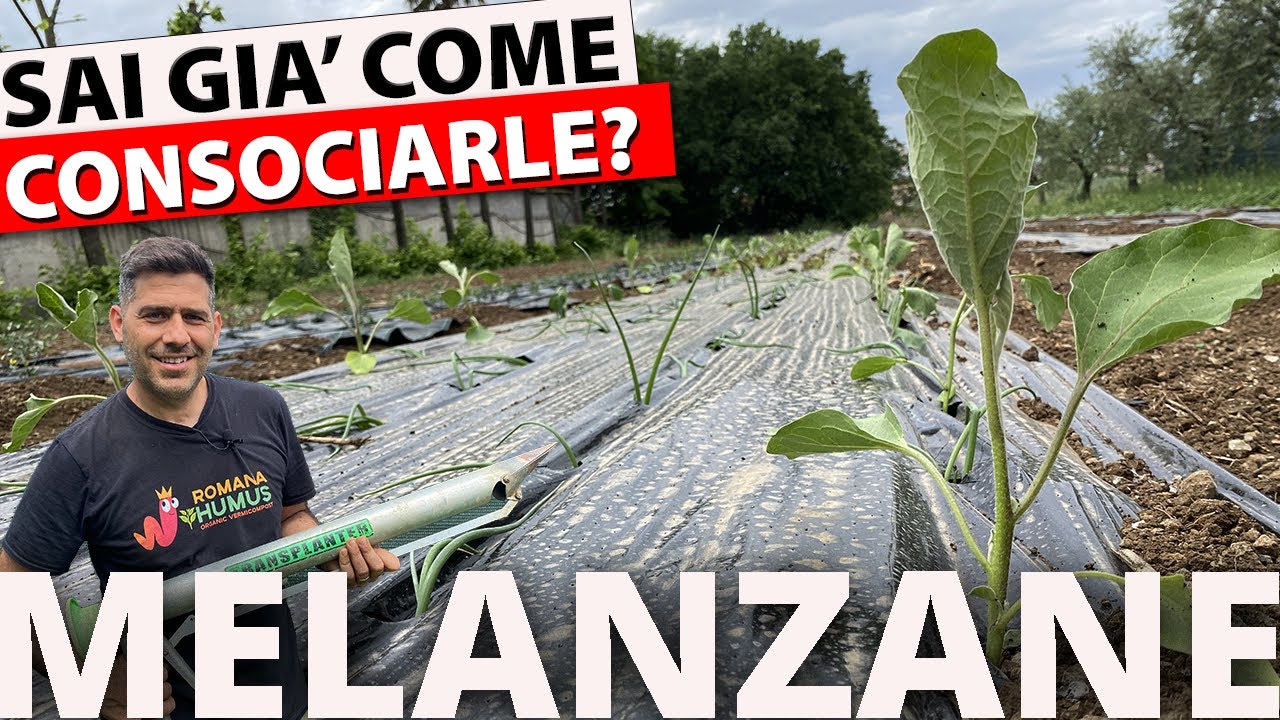 Melanzane e Consociazioni ottimali: Vi dico tutto  su come le Coltivo ...🍆🍆