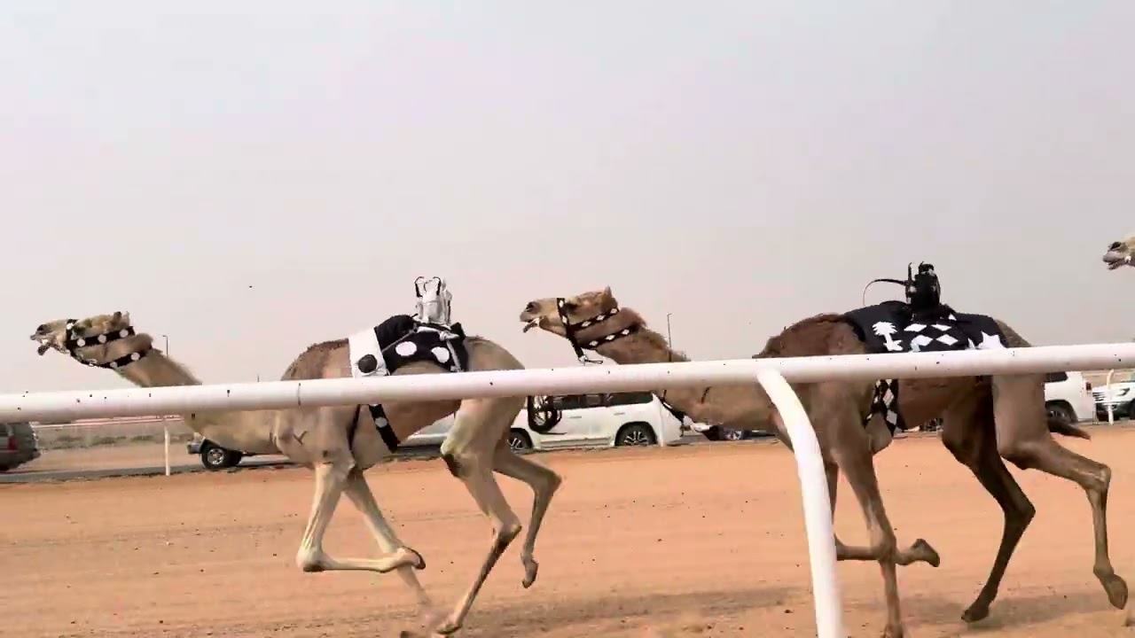 ش 1 رئيسي بكار لقايا هيمنة ل خالد محمد بعيجان آل علي 
