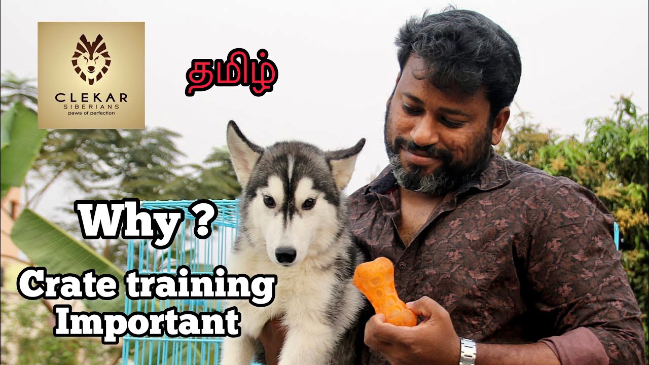 Crate training important for SIBERIAN HUSKY | Dogs | Tamil
