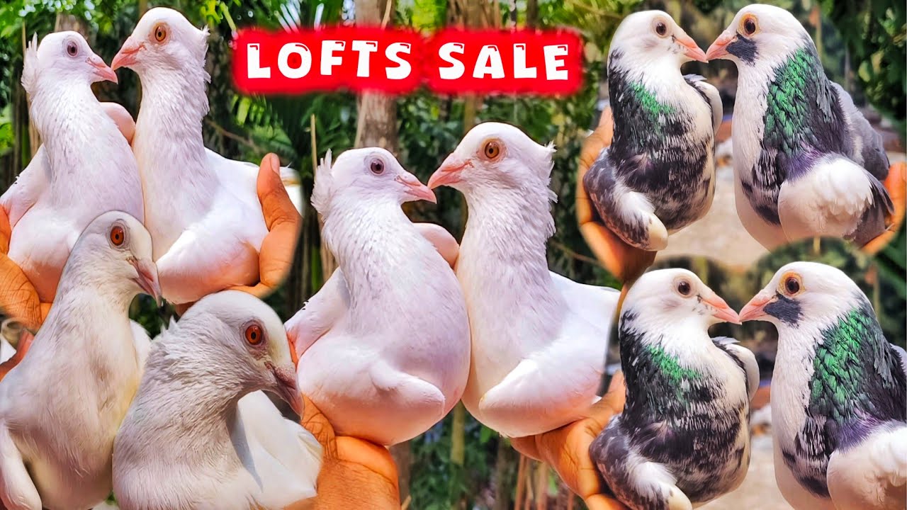 অশোকনগরের রাজু দার পায়রা বিক্রয়।MADRASI KABUTOR LOFTS SALE।@pigeonsloverrj9600