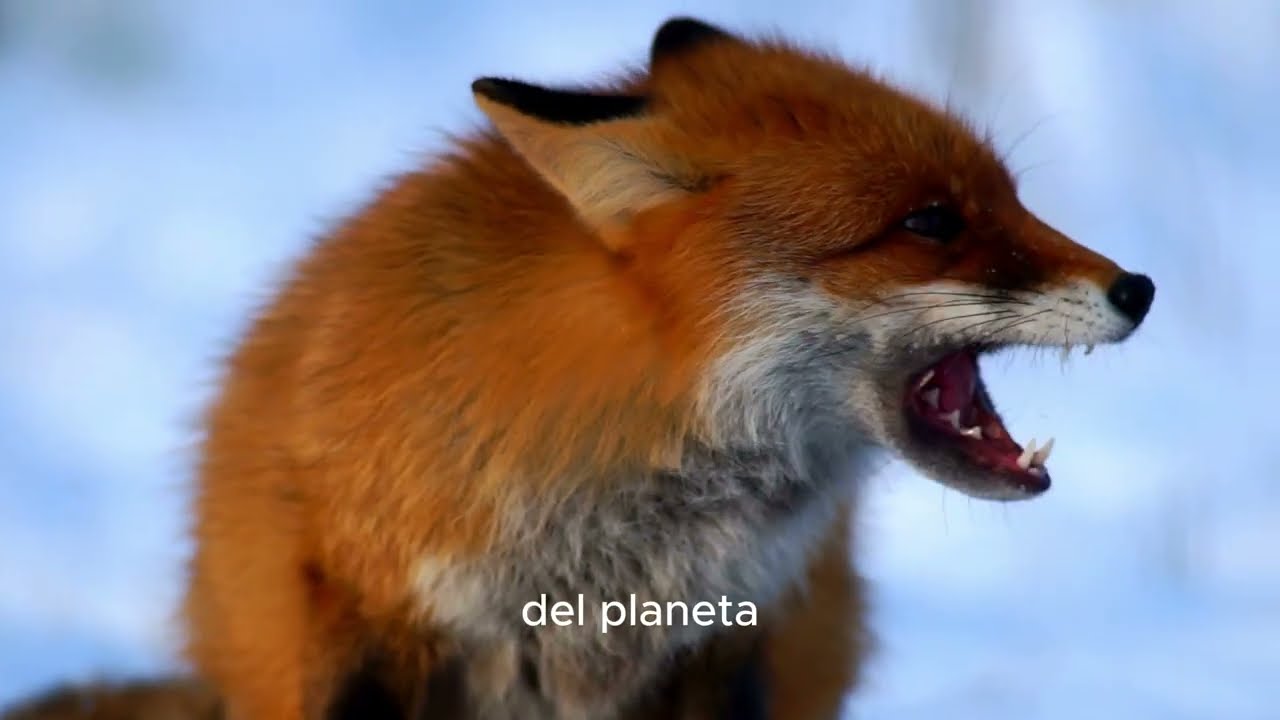 Los Astutos Zorros 🦊 | Documental