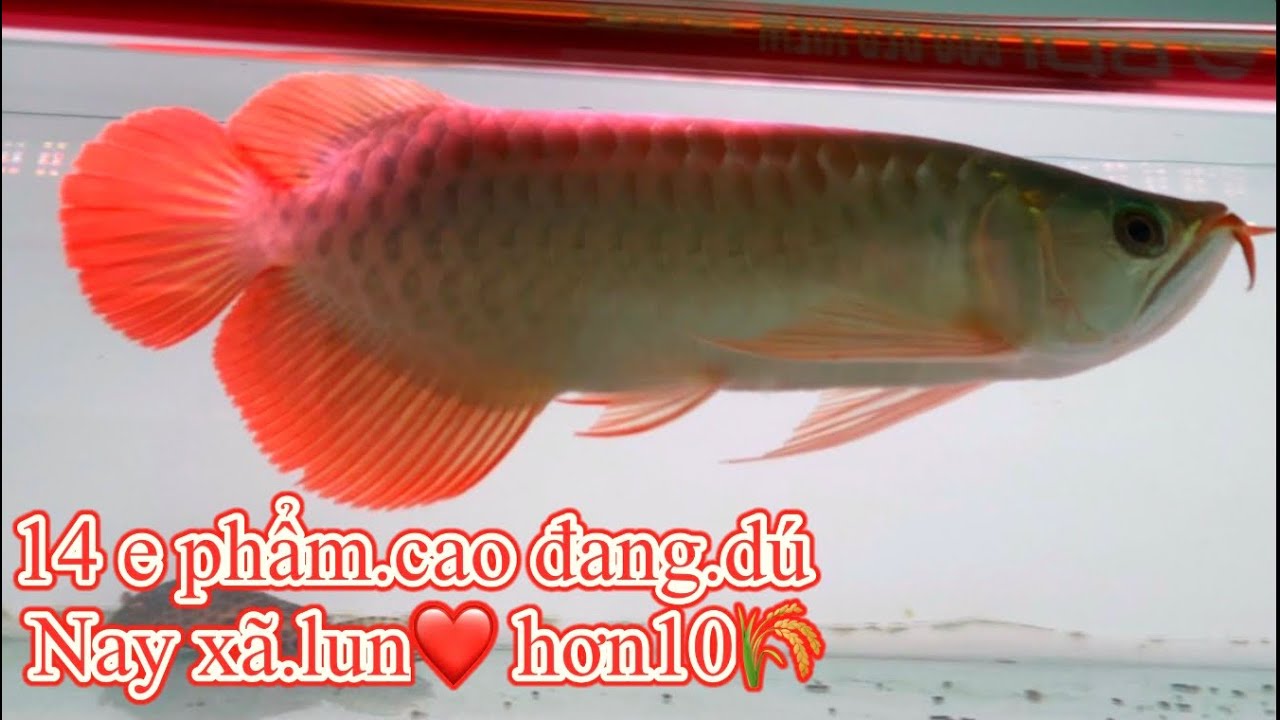 14 e phẩm.cao đang.dú Nay xã.lun❤️ hơn10🌾 |1002