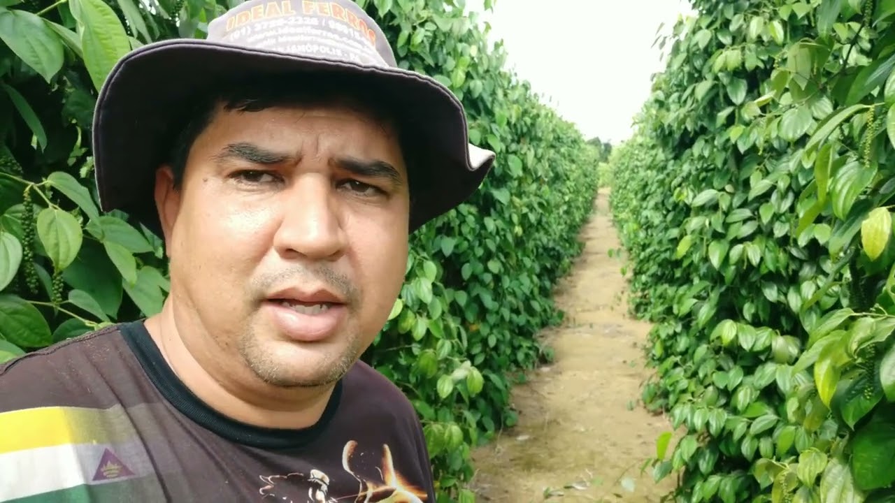 pimenta do reino, pimental com 2 anos de idade.