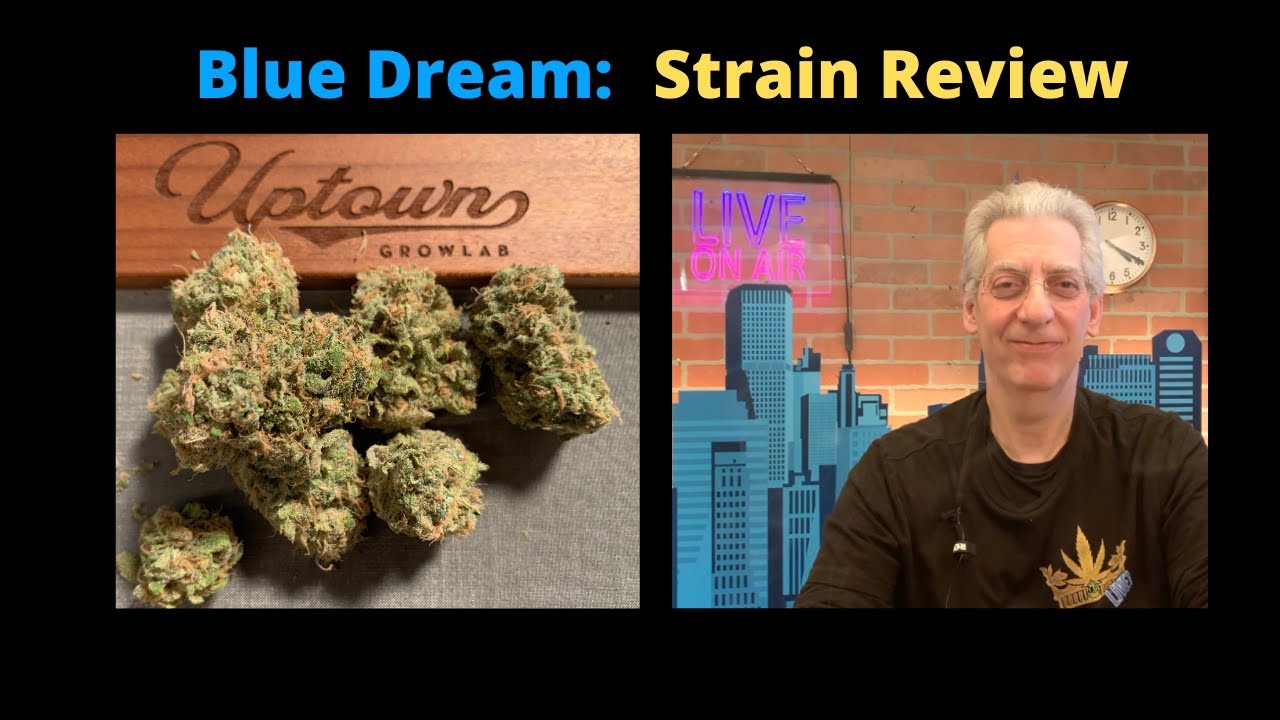 Blue Dream Cannabis Strain Review from Grean Bicycles