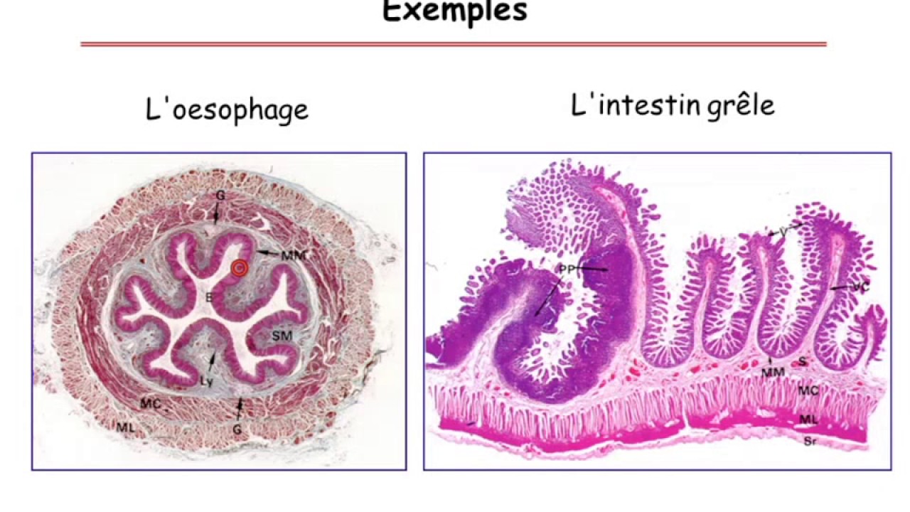 Physiologie du tube digestif partie 2