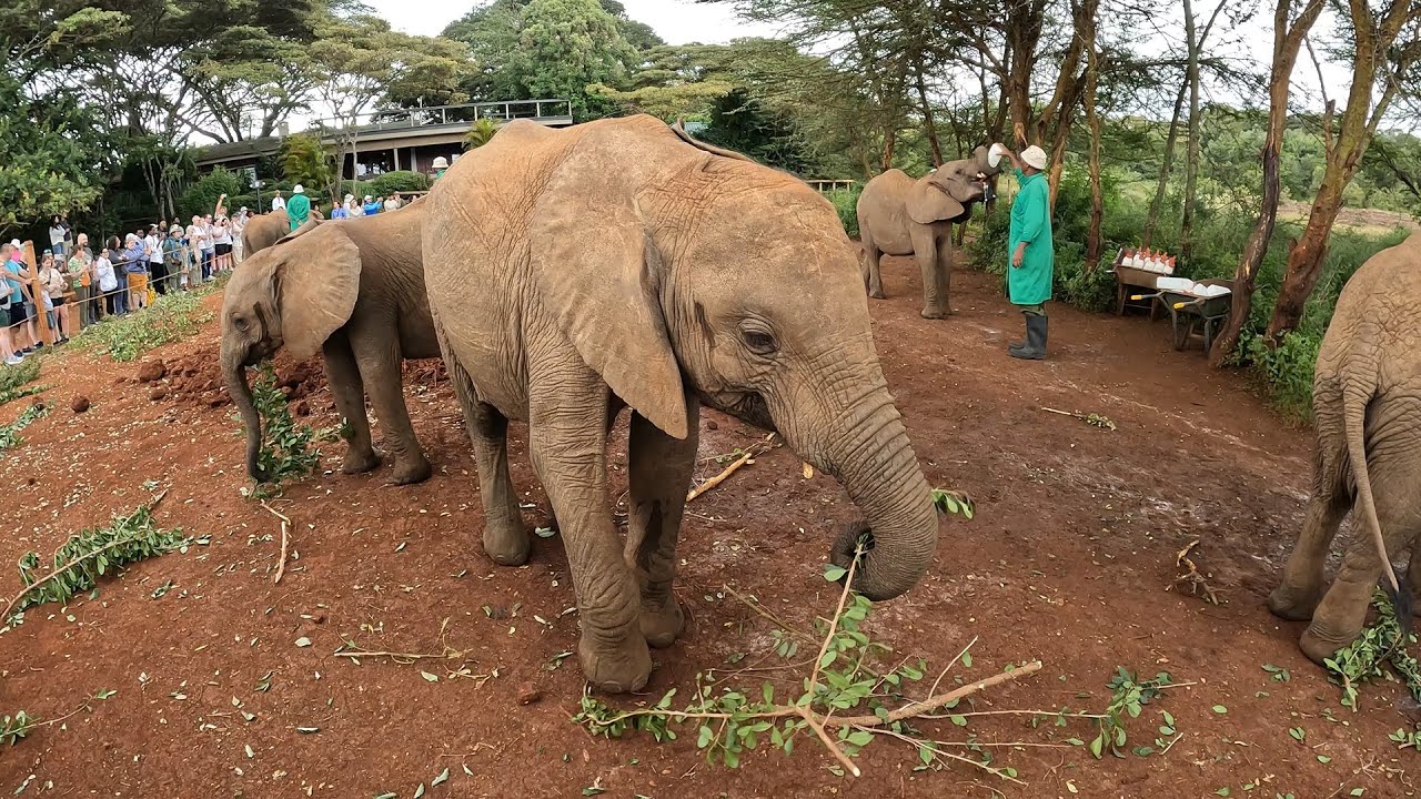 The Sheldrick Wildlife Trust