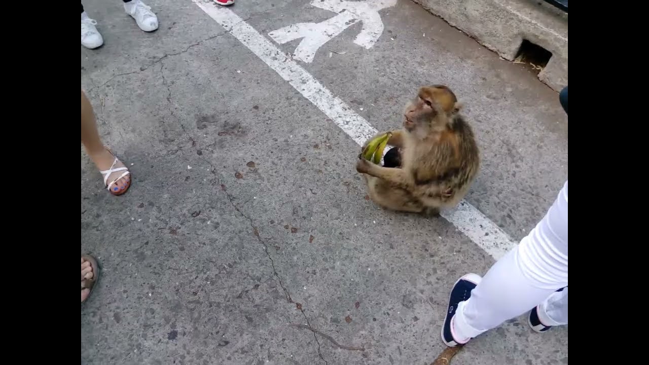 Wielka Brytania - Gibraltar 🇬🇮 brytyjskie terytorium zamorskie na wybrzeżu Półwyspu Iberyjskiego