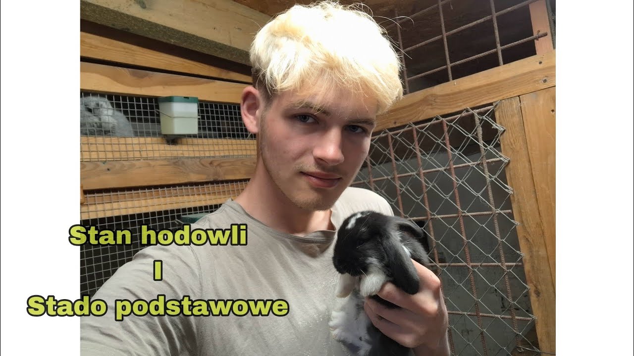 Stan hodowli królików oraz stado podstawowe ☆Hodowla królików☆