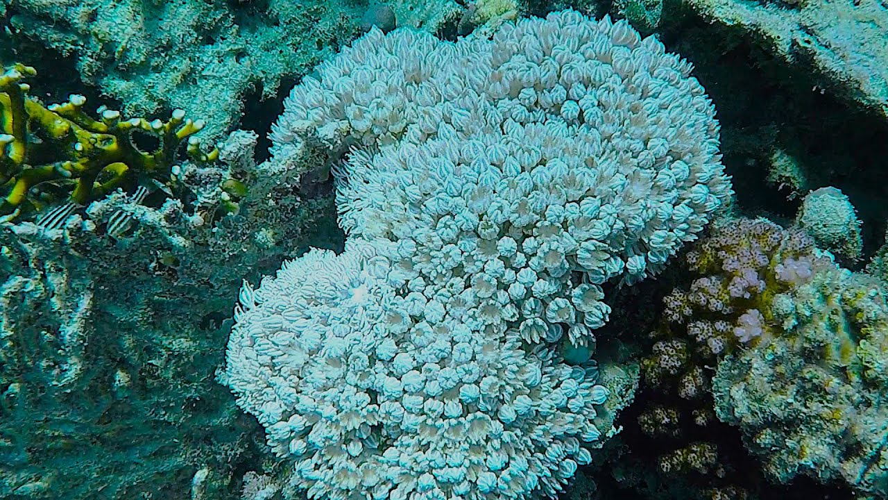 Shoni Bay Marsa Alam 2025