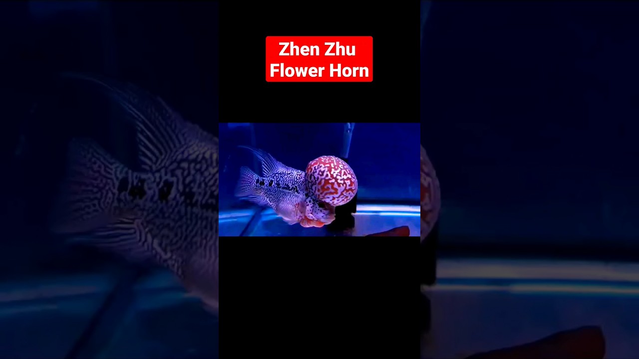 Zhen Zhu Flower Horn #aquariumfish #fishtank #flowerhorn #flowerhornfish #flowerhornlover #fish