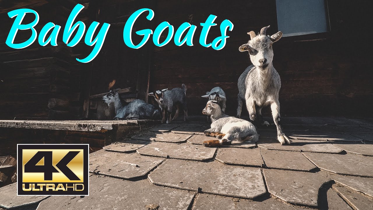 Baby Goat Farm Part II | Relaxing and peaceful atmosphere in Goat Pen with small young Baby Goats 🐐🤗