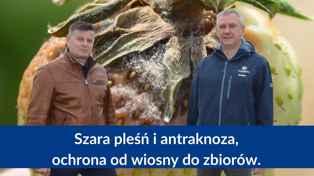 Ochrona truskawek przed szarą pleśnią i antraknozą od wczesnej wiosny do zbiorów