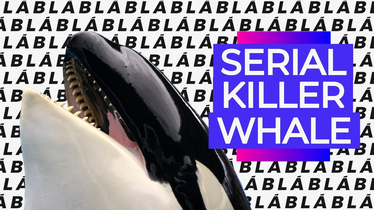ELAS S&Atilde;O SERIAL KILLER WHALES!