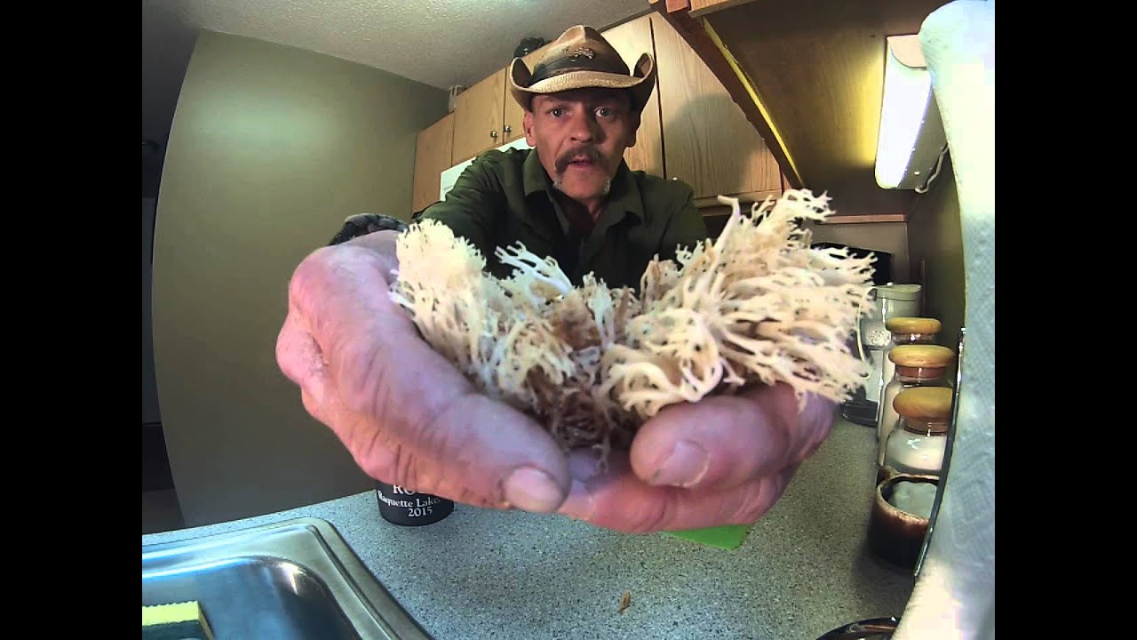 Finding and cooking the coral mushroom!! Also some new projects!!!!