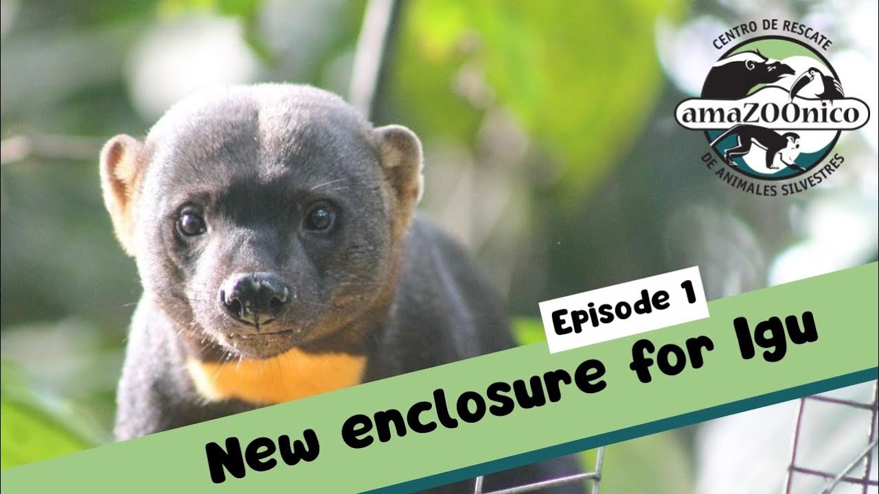 AmaZOOnico Adventures - New enclosure for Igu (Episode 1)