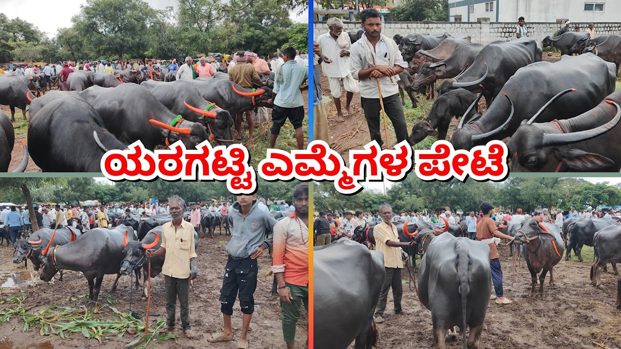ಯರಗಟ್ಟಿ ಎಮ್ಮೆಗಳ ಸಂತೆ ❤️20/09/2025|| Yaragatti Buffaloes Market #cattlemarket #buffalo #buffaloes 