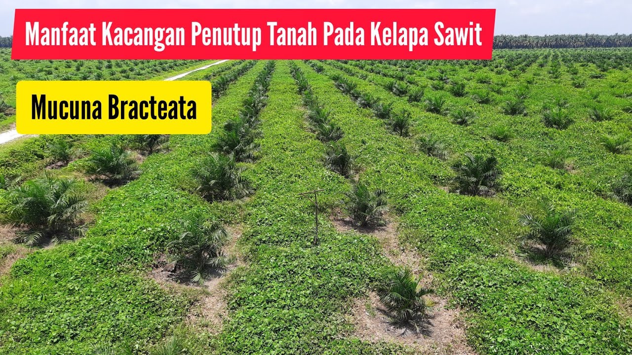 MANFAAT KACANGAN Pentup Tanah Bagi Tanaman KELAPA SAWIT
