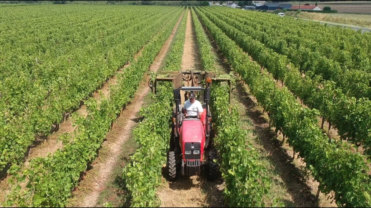 Rognage des Vignes / Collard / Massey Ferguson / 2018