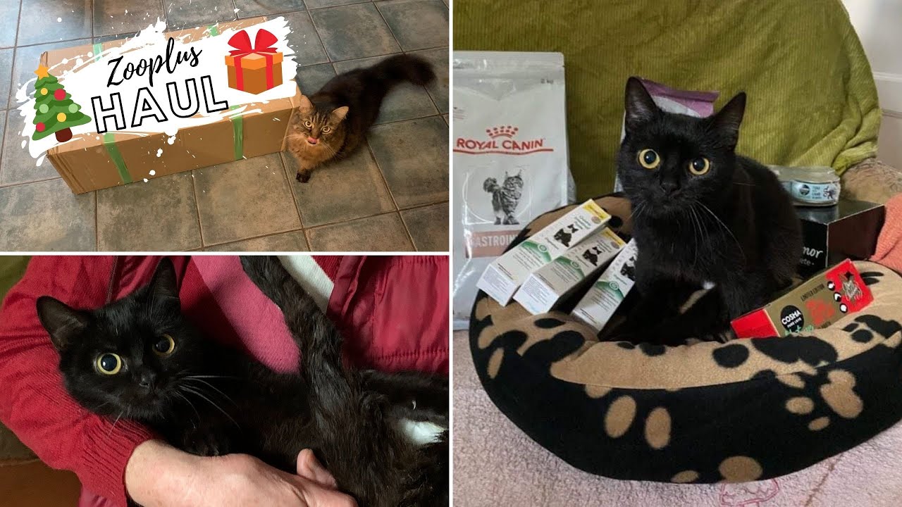 🎄🎁 Zooplus haul + egy menhelyi cica Mikulása voltam!