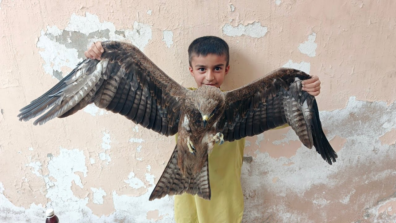 Black Kite Life Saving Treatment #blackkite #birds #shorts #eagles