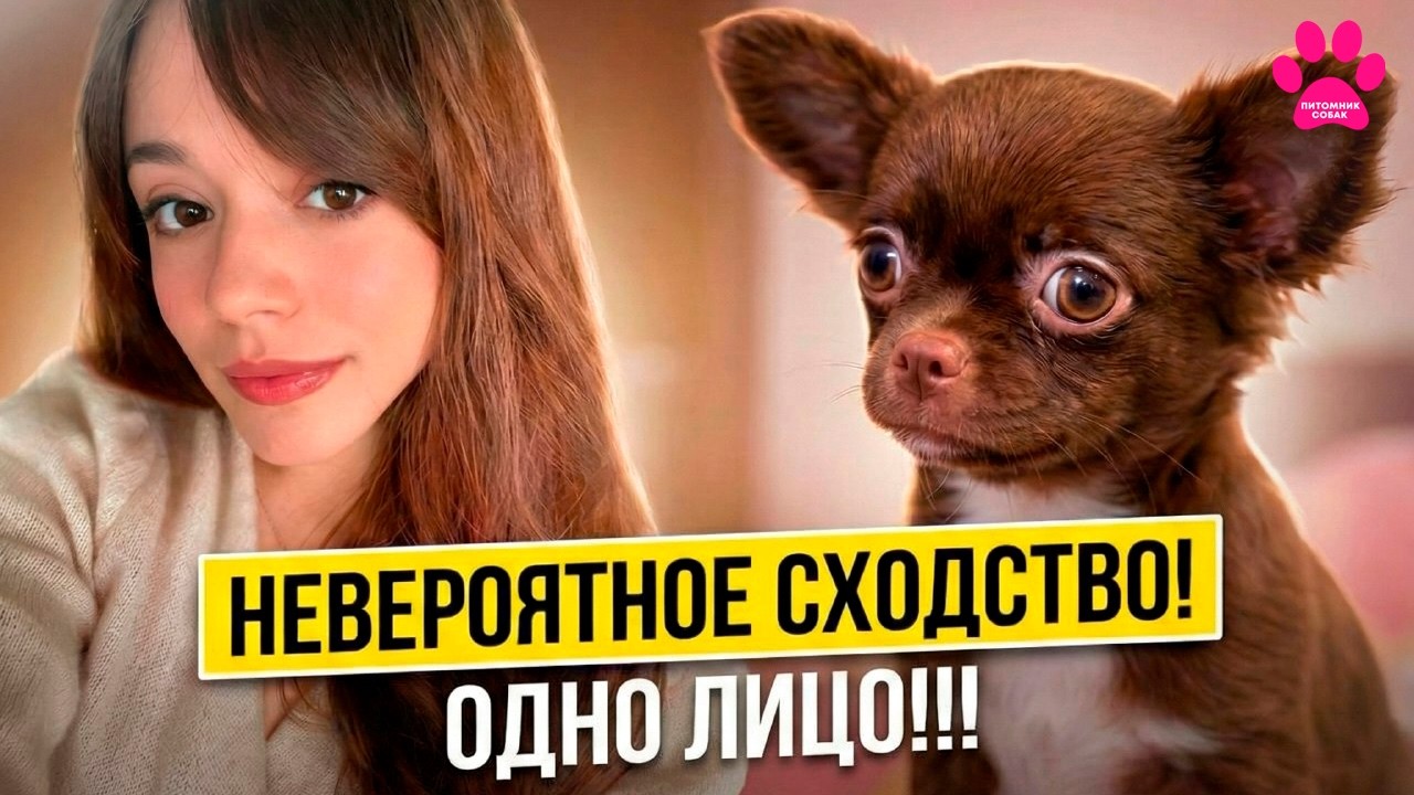 Как они ПОХОЖИ! Щенок ждал именно ЕË! Как они НАШЛИ друг друга?! Другой щенок чихуахуа ждет Вас!
