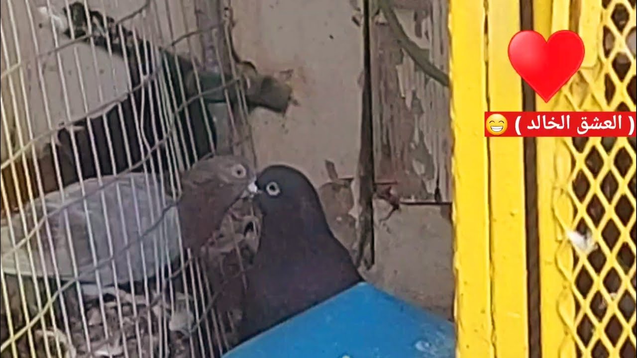 حمام لوت