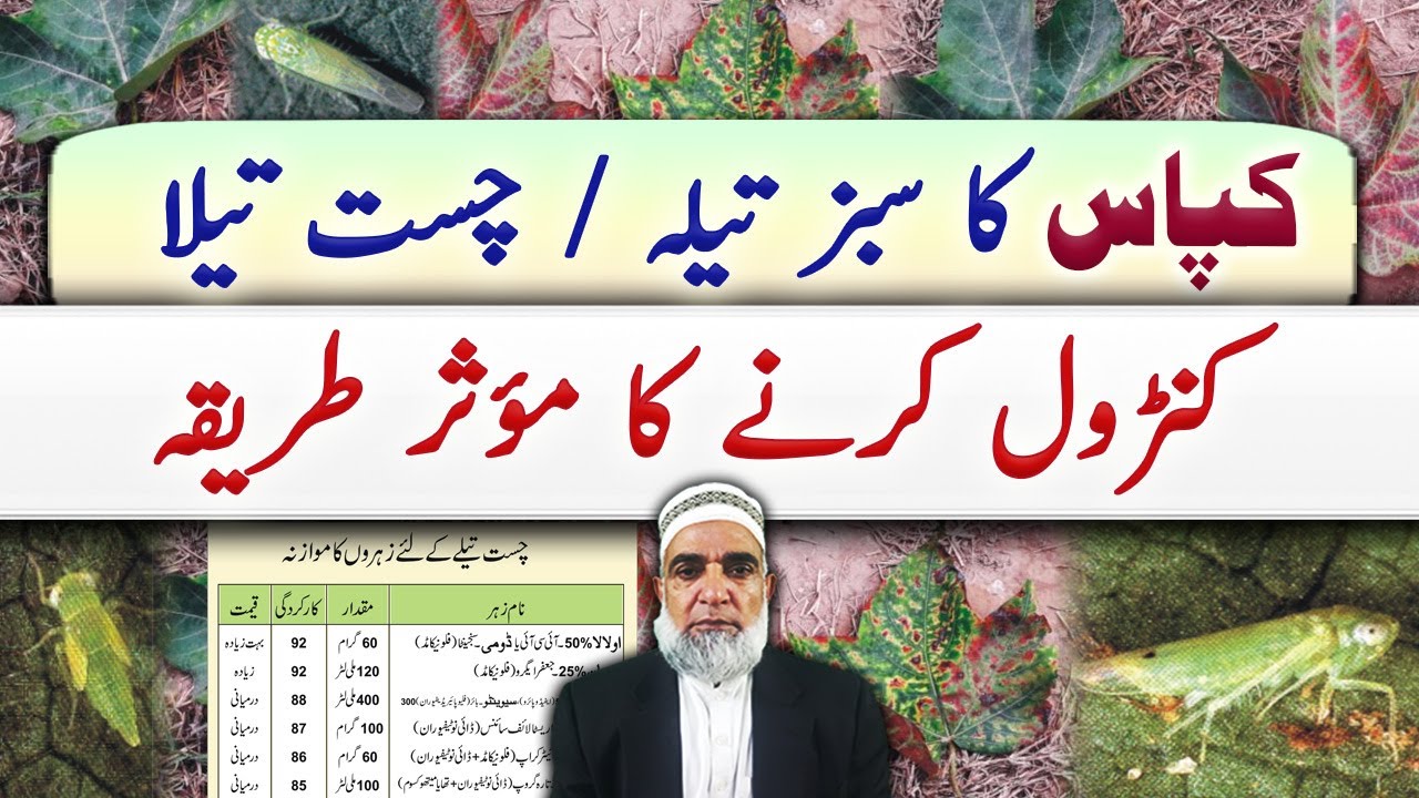 Comparison of different insecticides to control Jassid from Cotton || Crop Reformer