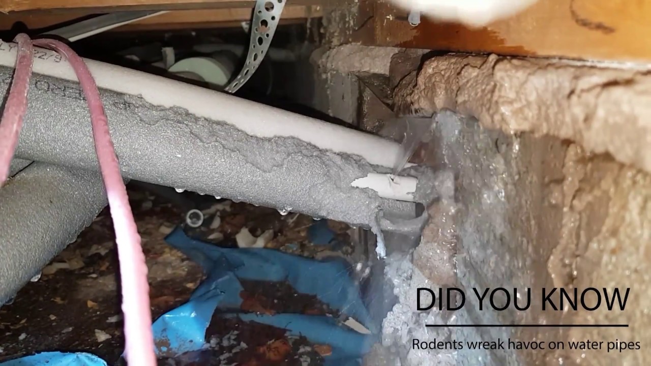 Rodent Damage causing Water Pipe Leaks
