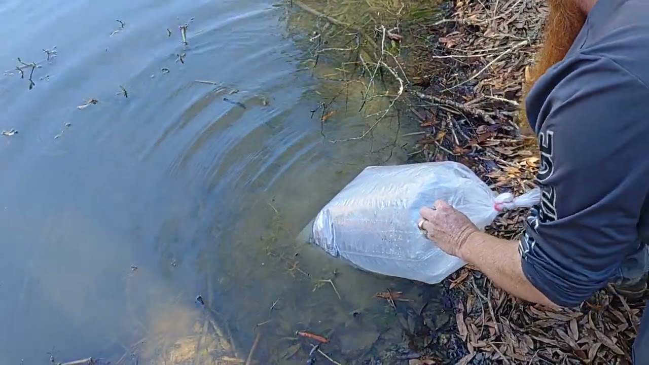 I bought a hundred baby catfish off the fish truck