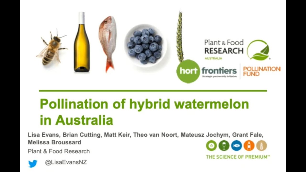 Talking Melons 2020 &ndash; Pollination of Hybrid Watermelons in Australia &ndash; Dr Lisa Evans