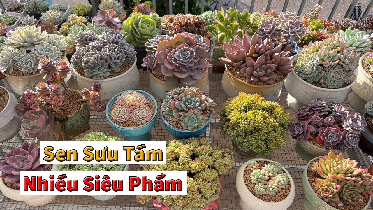 Cách nhanh nhất để có sen đá khỏe đẹp chơi tết là đây | succulent Gia Nghia