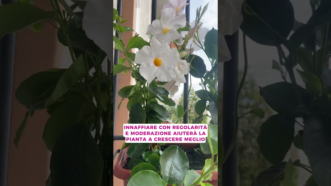 ALCUNI RIMEDI PER AIUTARE LA DIPLADENIA A CONSTRASTARE IL CALDO ESTREMO #gardening #shorts #viral